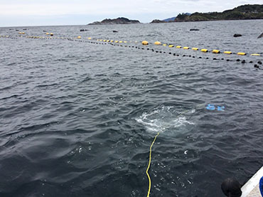 定置網の調査